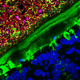 Illustration for article titled These Are the Best Microscopic Images of 2015